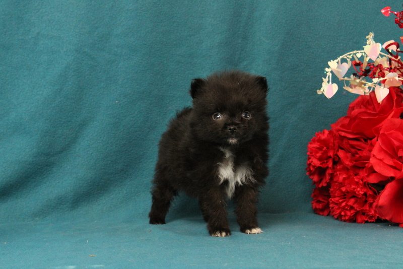 puppy, for, sale, Pomeranian, Matthew B. Stoltzfus, dog, breeder, Gap, PA, dog-breeder, puppy-for-sale, forsale, nearby, find, puppyfind, locator, puppylocator, aca